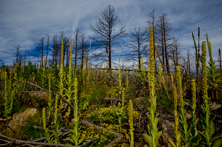 New plant life and trees scarred by a wildfire in New Mexico. Ponderosa pine has a thick bark which withstands a low-intensity fire. PHOTO: NYTIMES