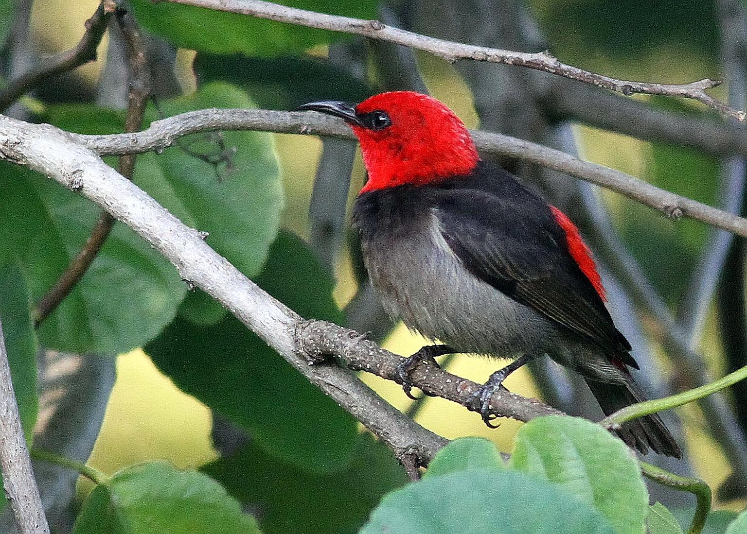 The Rote myzomela was found on Pulau Rote and the scientists' findings were published in science journal Treubia last month.