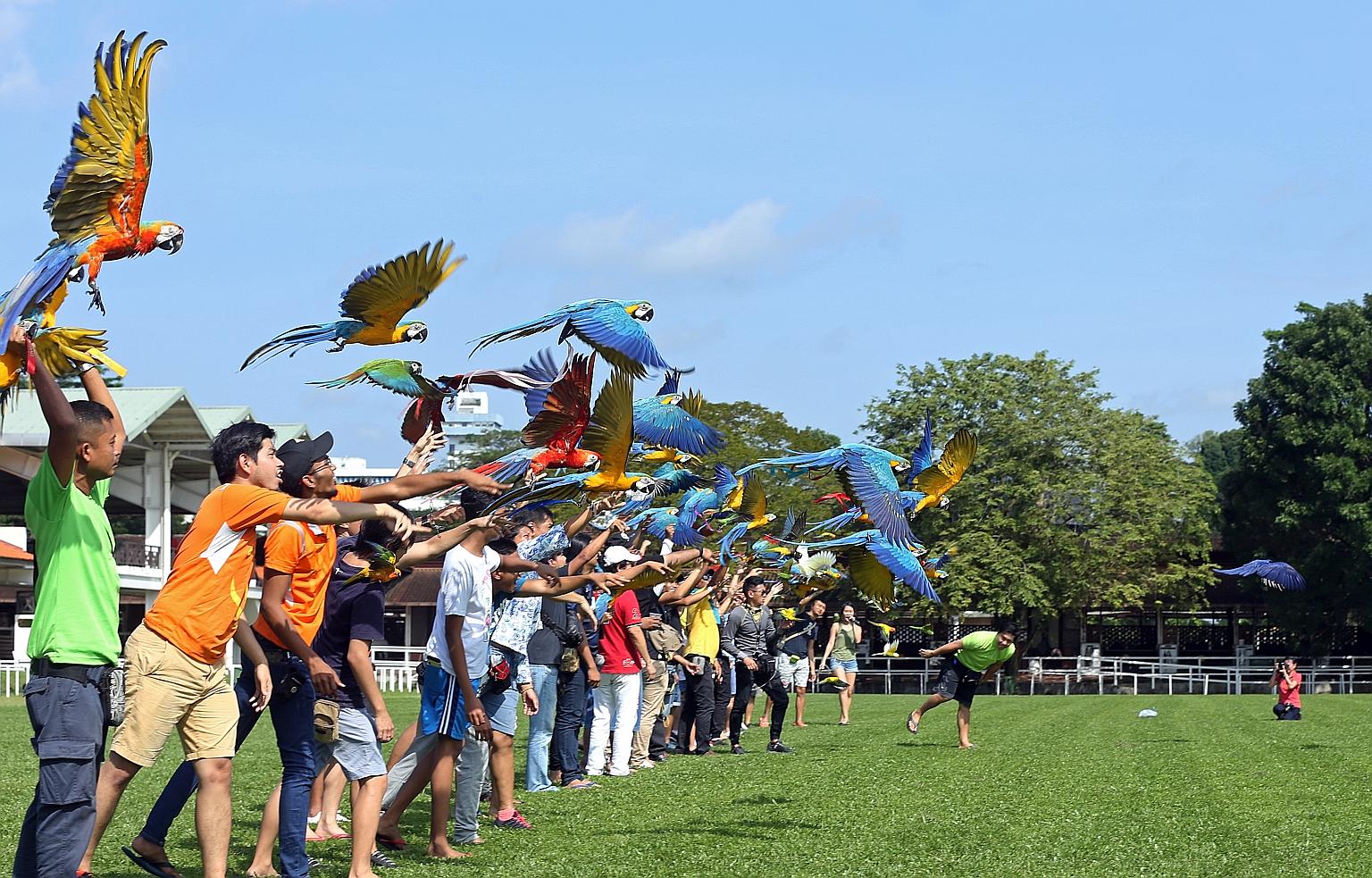 Owners of free-flying parrots cast their birds into flight at the Singapore Polo Club yesterday. The flight was delayed by about half an hour as eagles were spotted flying in the vicinity, and owners kept their birds cool by spraying water droplets o