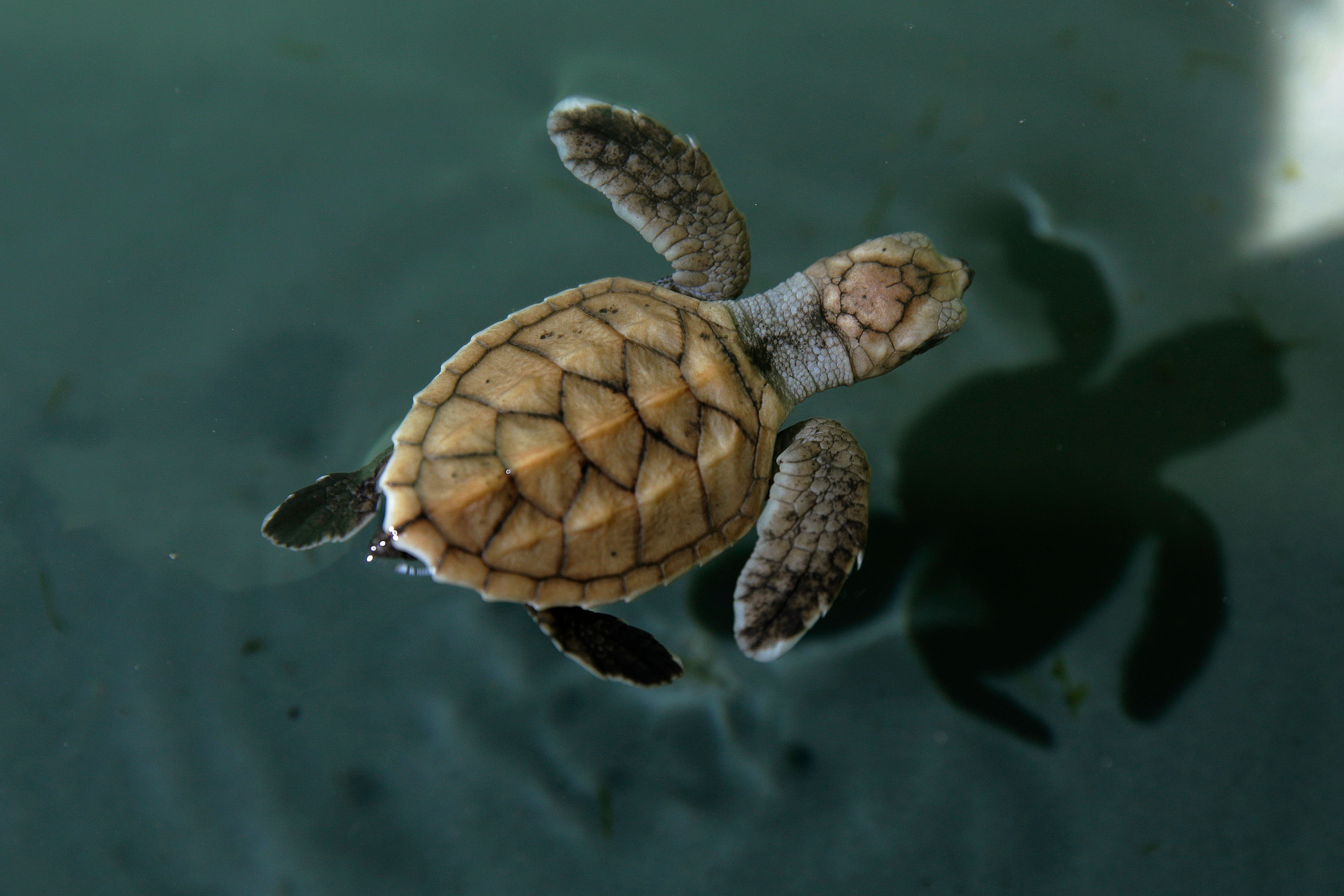 More sightings of critically endangered hawksbill turtles in Singapore ...