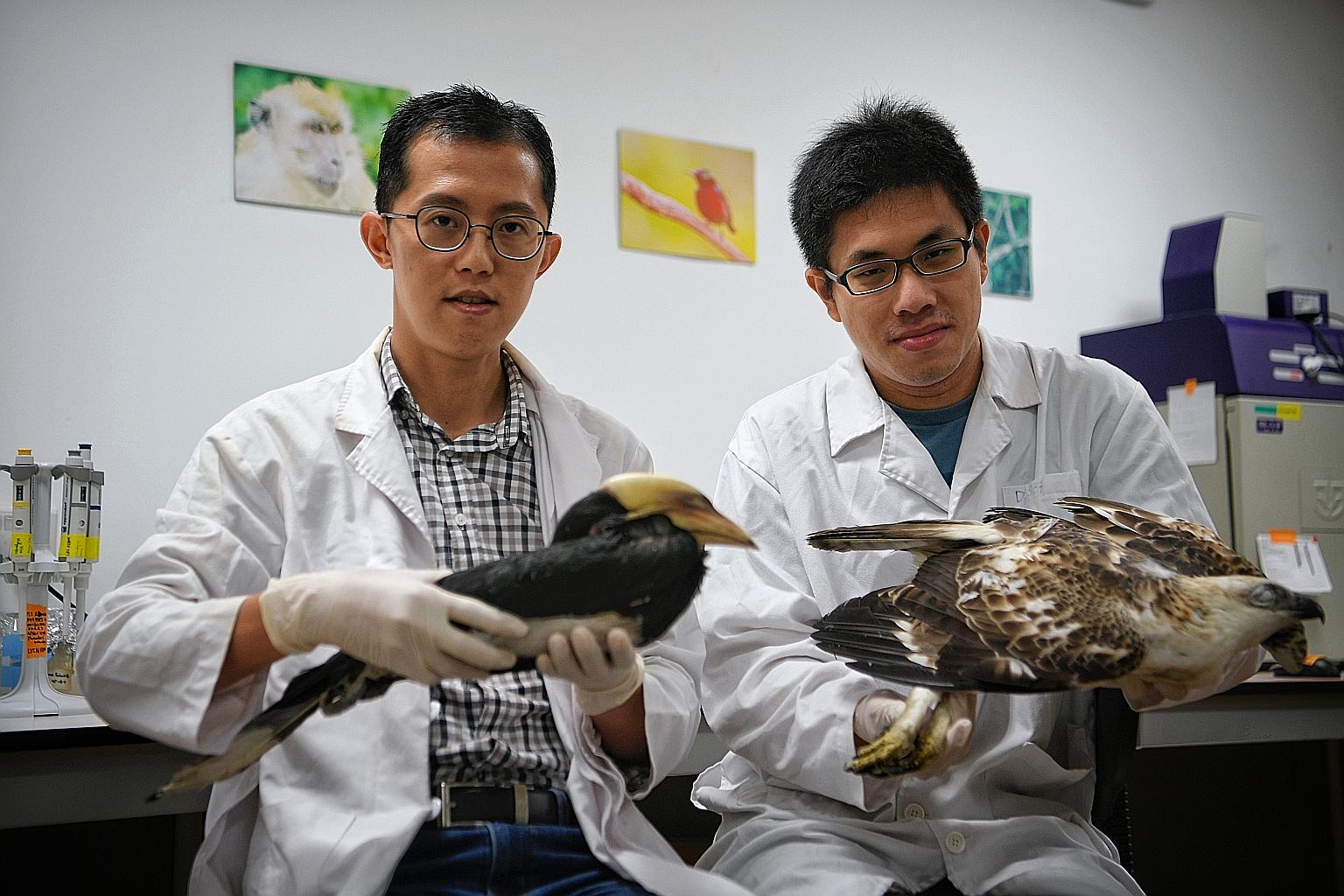 Mr David Tan (at right) with the carcass of a changeable hawk eagle and Dr Yong Ding Li with the carcass of an Oriental pied hornbill. Of the 362 carcasses picked up between November 2013 and last October, 104 were found at the base of buildings and