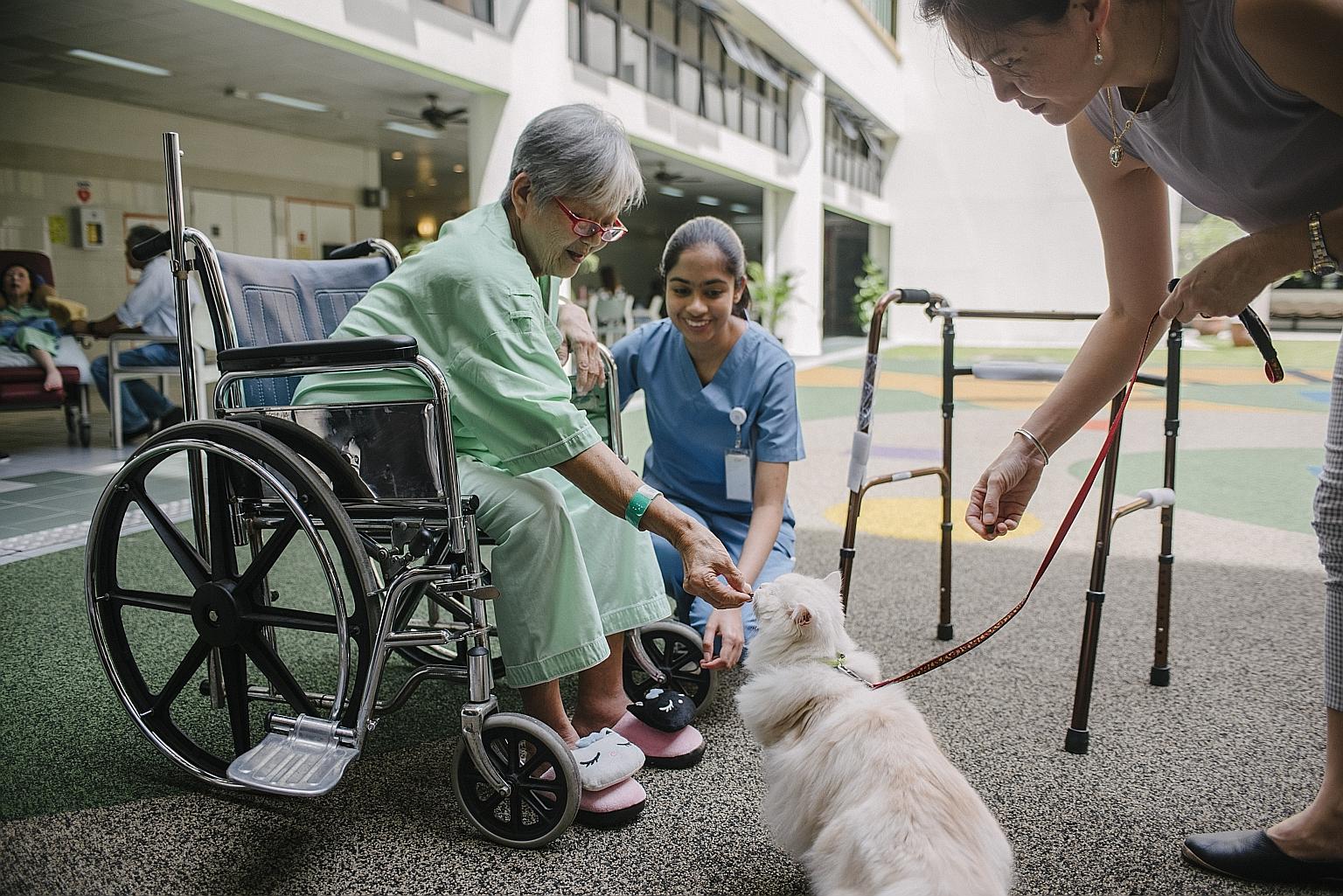 Madam Poh Poh Choo, 72, a patient at Ang Mo Kio-Thye Hua Kwan Hospital, feeding a cat during a therapy session, with encouragement from the cat's owner Leanne Teo, 47, and Ms Gelena Anandarajah.