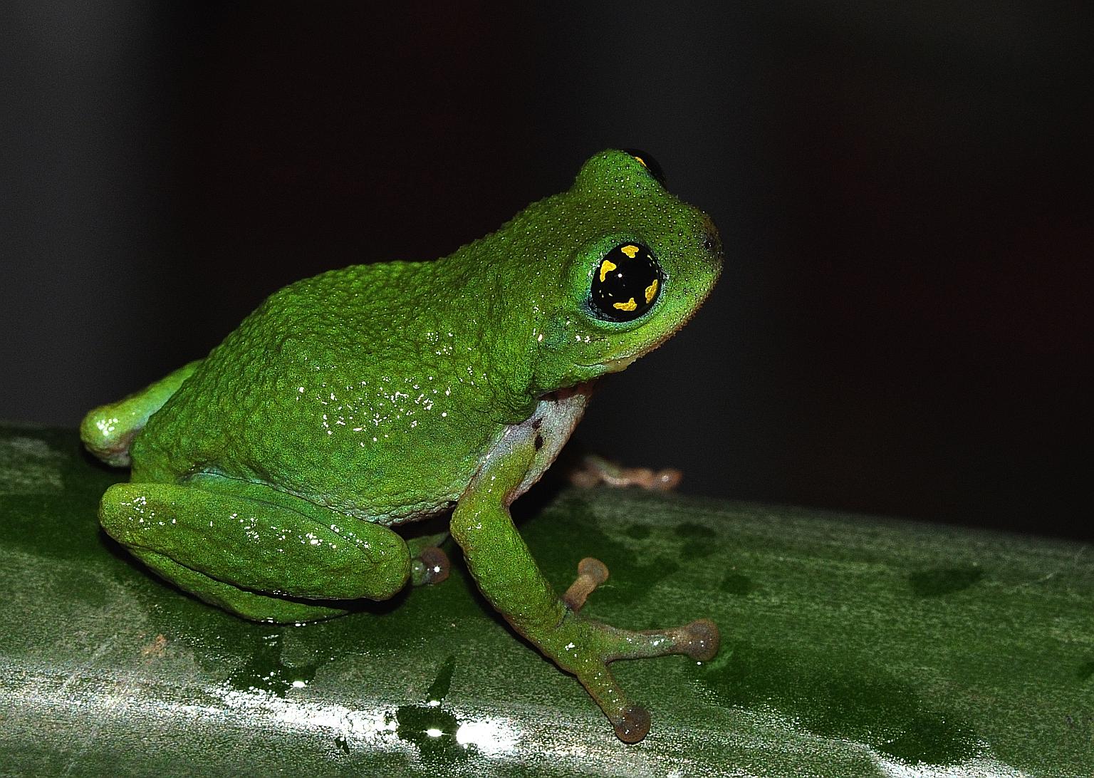 The white-spotted bush frog, which is only 2cm long, is critically endangered and was believed to be extinct until it was rediscovered in 2011, in the Western Ghats of India.