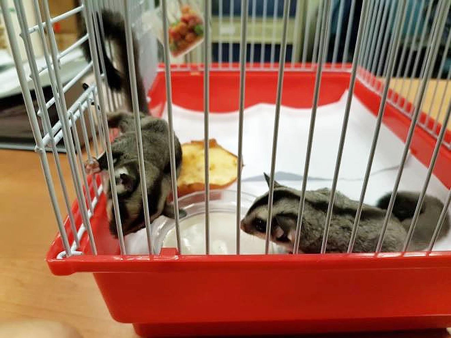Two sugar gliders, nocturnal gliding marsupials that live in trees, were found in a pouch in a car entering Singapore on Wednesday. The driver and his female passenger, both Singaporeans, have been referred to the Agri-Food and Veterinary Authority.