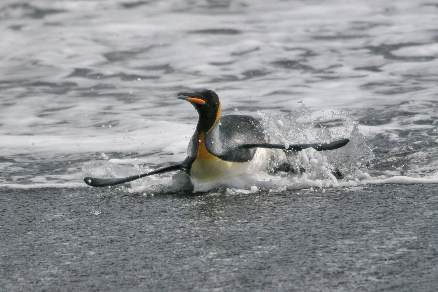 A king penguin from Possession Island in the Crozet archipelago.
