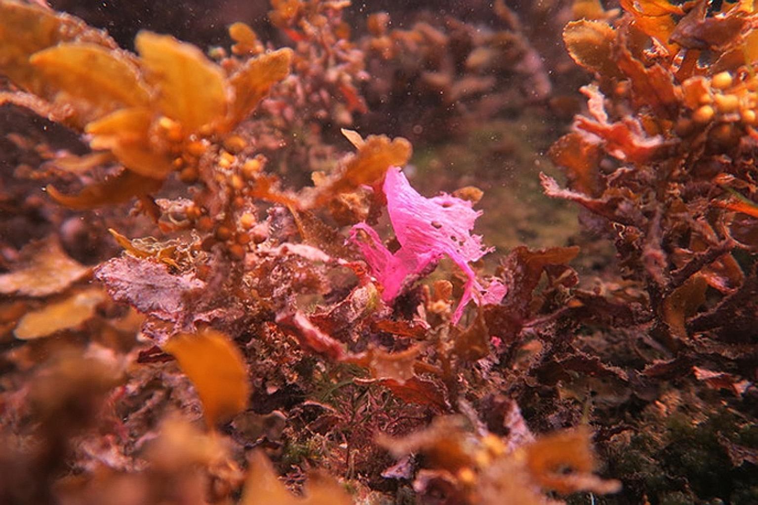 A fragment of a pink plastic bag, which could be easily mistaken by marine animals as red algae, found within a meadow of seaweed. Marine civil society groups in Singapore often organise clean-ups of local waters and shores, as well as help to collec