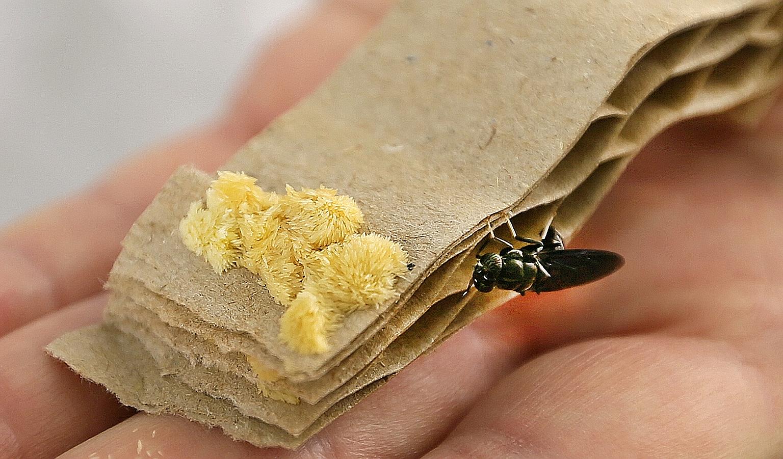 Using insect army to fight food waste | The Straits Times