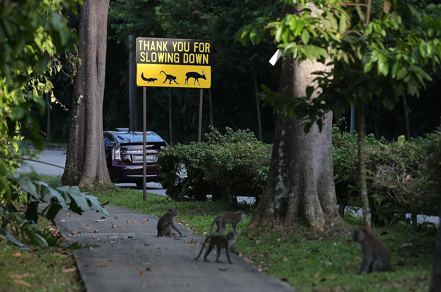 A sign in Mandai Lake Road warning drivers about animals crossing the road. The Rainforest Park and relocated Bird Park are being built in Mandai.