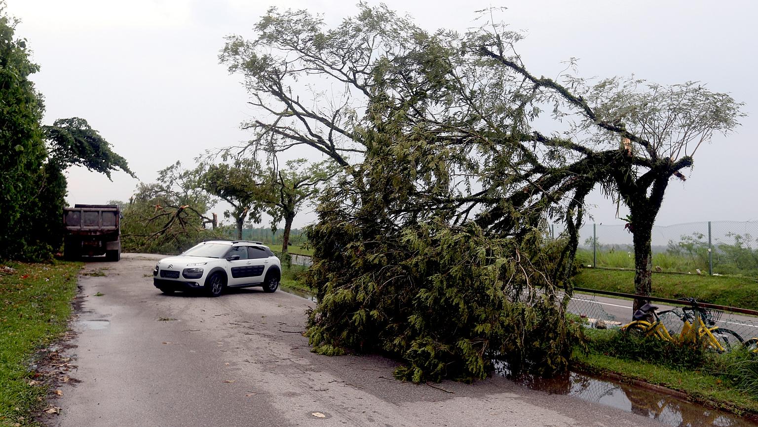 Uprooted trees and fallen branches blocking the way into the Muslim and Chinese cemeteries in Lim Chu Kang yesterday. Cars had to turn back as the road was not passable.