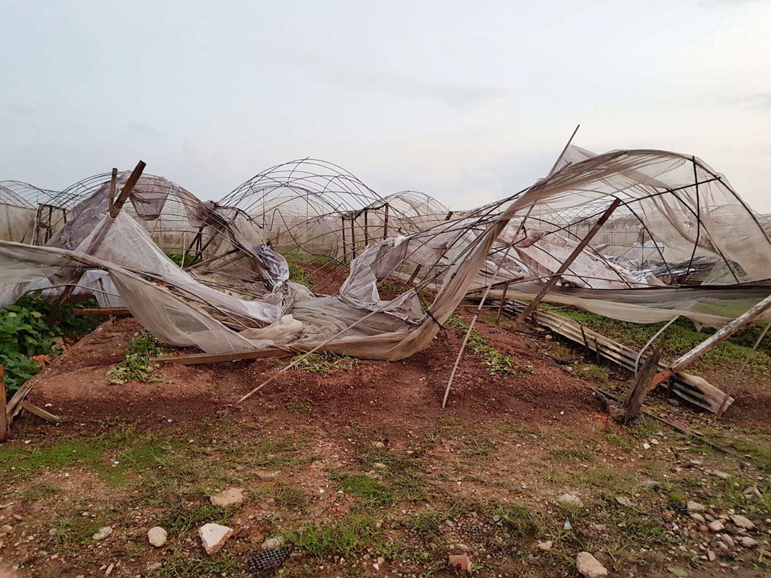 About 80 per cent of Quan Fa Organic Farm's greenhouses have been left in need of repair following Friday's storm.