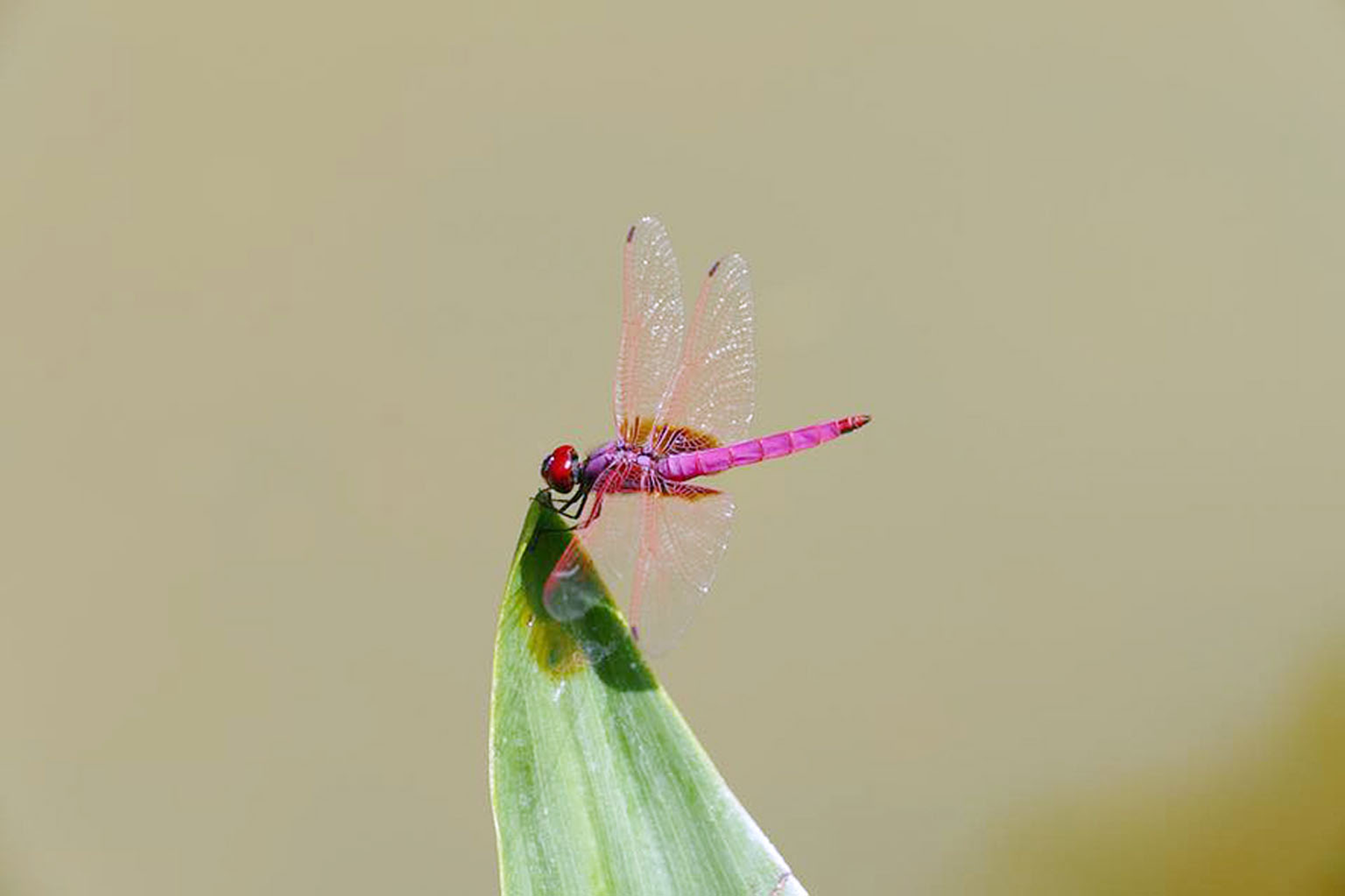 Researchers at the Institute of Bioengineering and Nanotechnology are inspired by the wings of insects like the dragonfly, which are covered with minuscule "nails" known as nanopillars that instantly tear apart bacteria coming into contact with them.