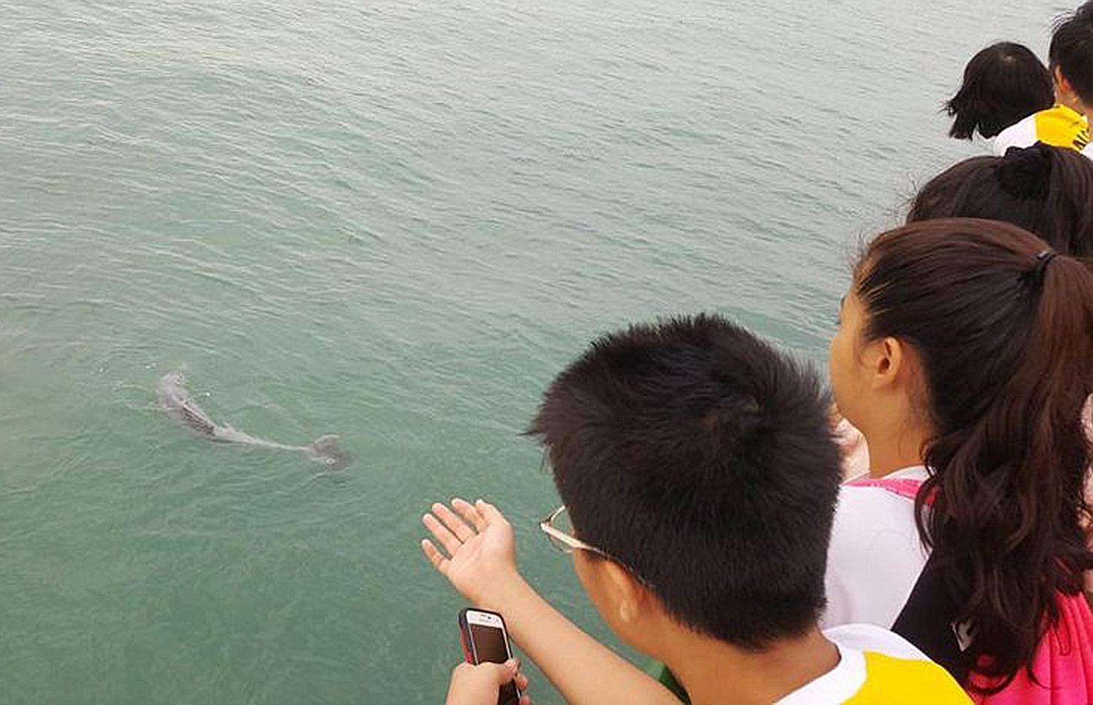 A dolphin was reportedly entangled in a fishing line at the end of Bedok Jetty yesterday morning. The dolphin drifted away when the fisherman cut his line, said Mr Chia, an eyewitness.