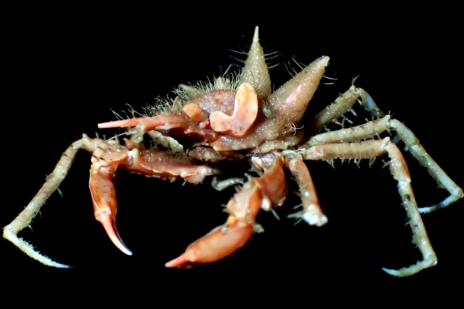The peculiar spider crab dubbed Big Ears had not been seen for some 10 million years till researchers found it in the Sunda Strait last month.