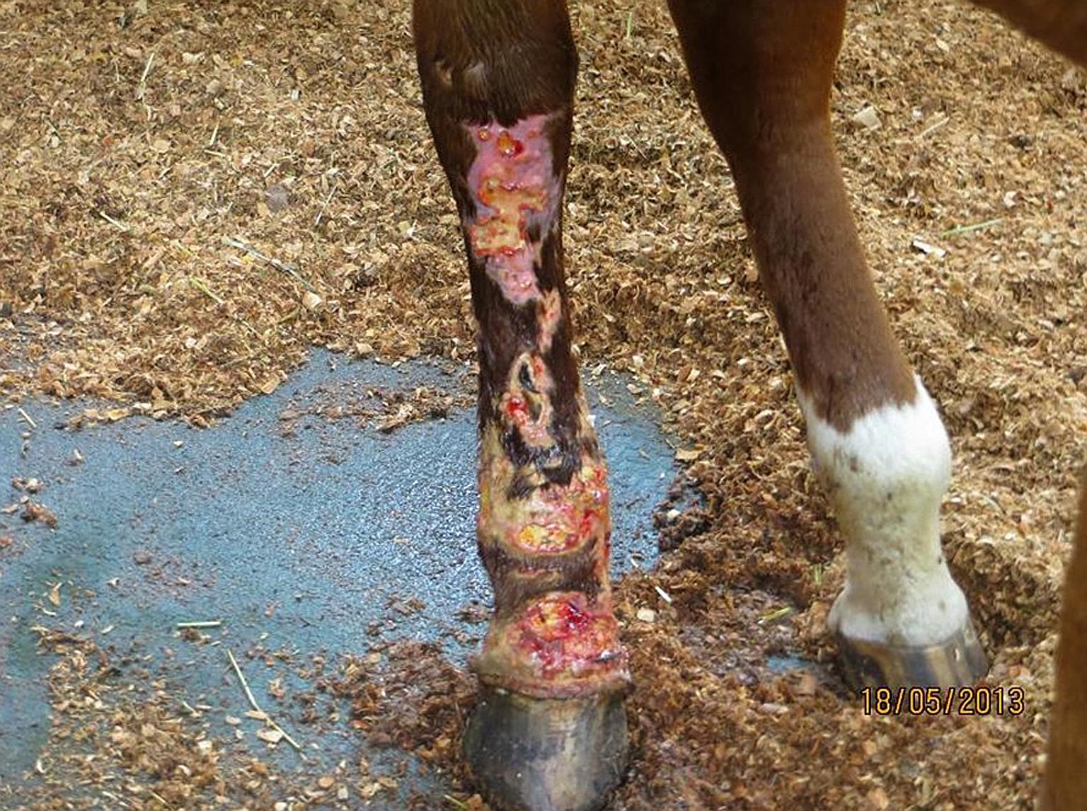 Thoroughbred mare Sharpy was found with a severely infected right hind leg and a swollen left hind leg. Gallop Stable was accused of not providing adequate care.