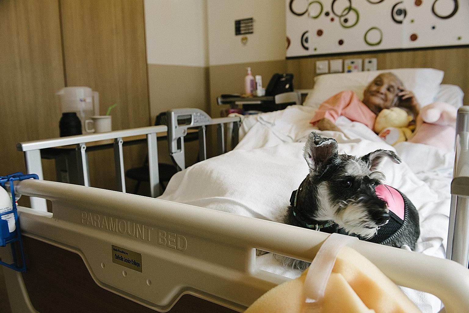 Button, a miniature schnauzer known for its ability to obey commands in Hokkien, died last Friday. Animal welfare group Hope Dog Rescue shared in a Facebook post on Sunday: "We are heartbroken and sad to say that one of Hope Dog Rescue's adopted dogs