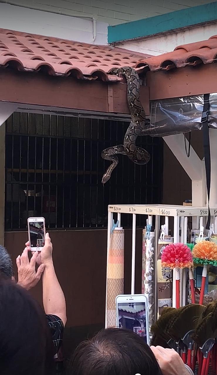 An Acres officer says the snake was likely eating a rat when it was first spotted.