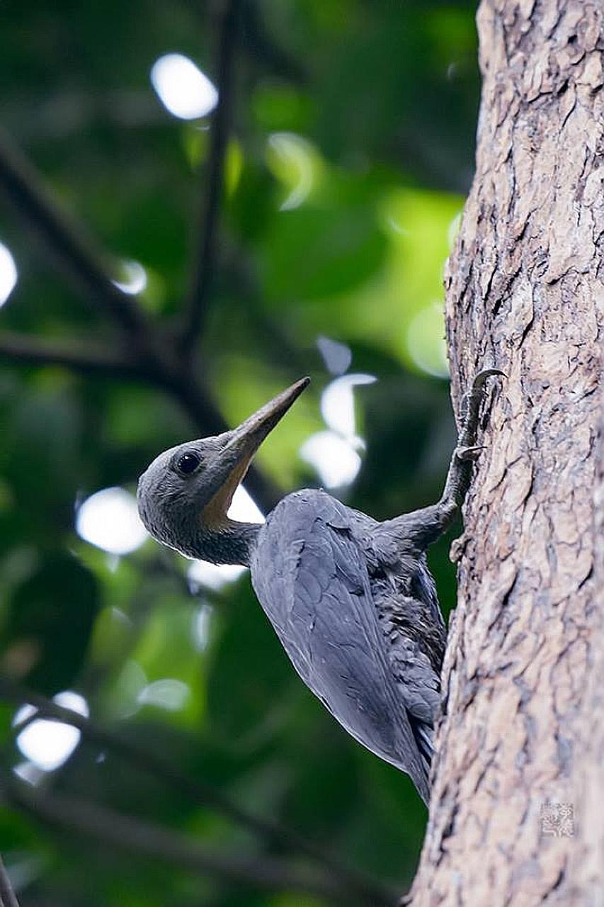 The first recent sighting of the great slaty woodpecker took place last Wednesday, when nature photographer Ted Lee spotted the bird near the summit of Bukit Timah Nature Reserve and took snapshots of it.