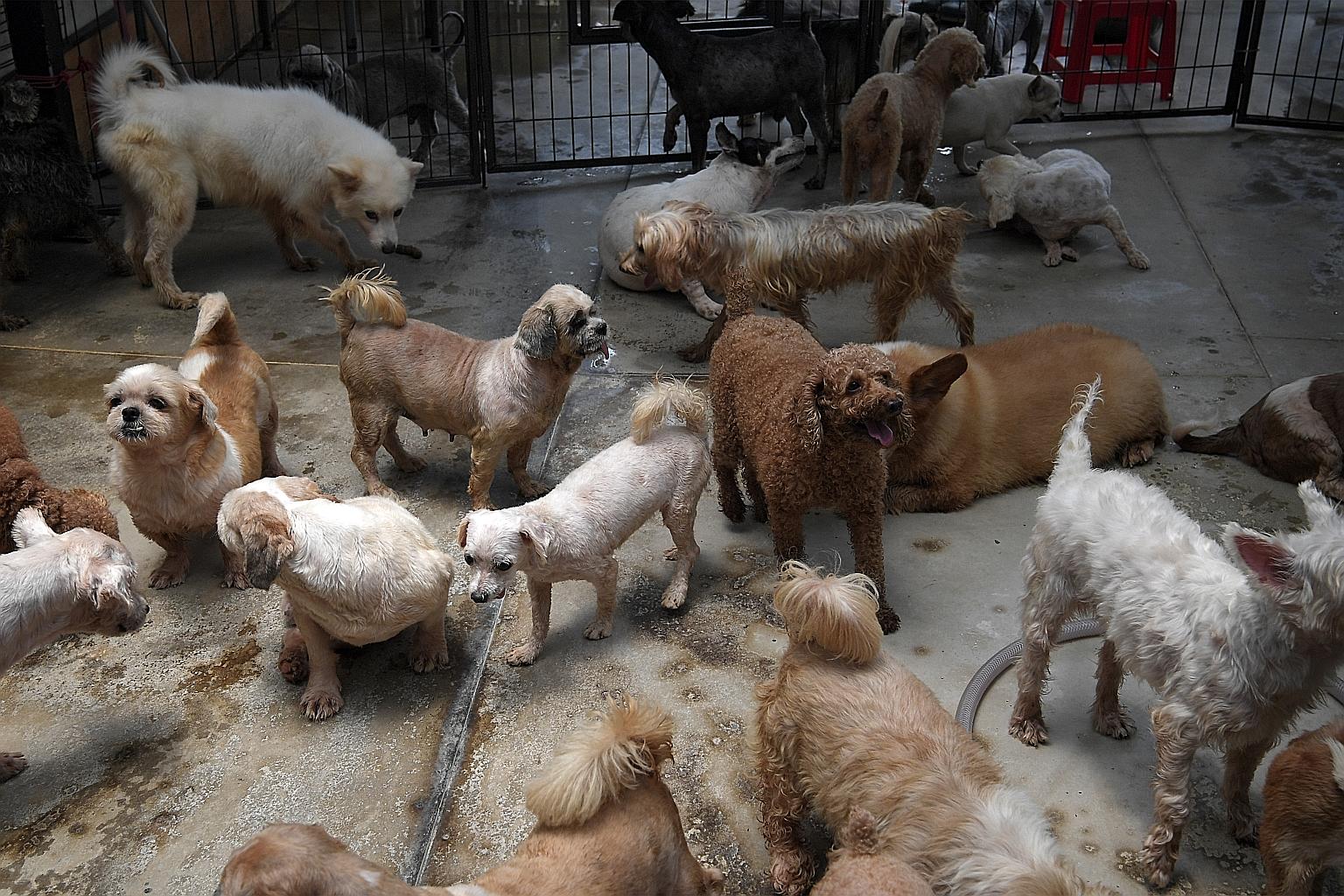 A dog shelter in Pasir Ris Farmway 2. The Straits Times contacted six shelters in Pasir Ris which said between 50 per cent and 90 per cent of their dogs showed symptoms of dog flu. The Agri-food and Veterinary Authority said the virus is not known to