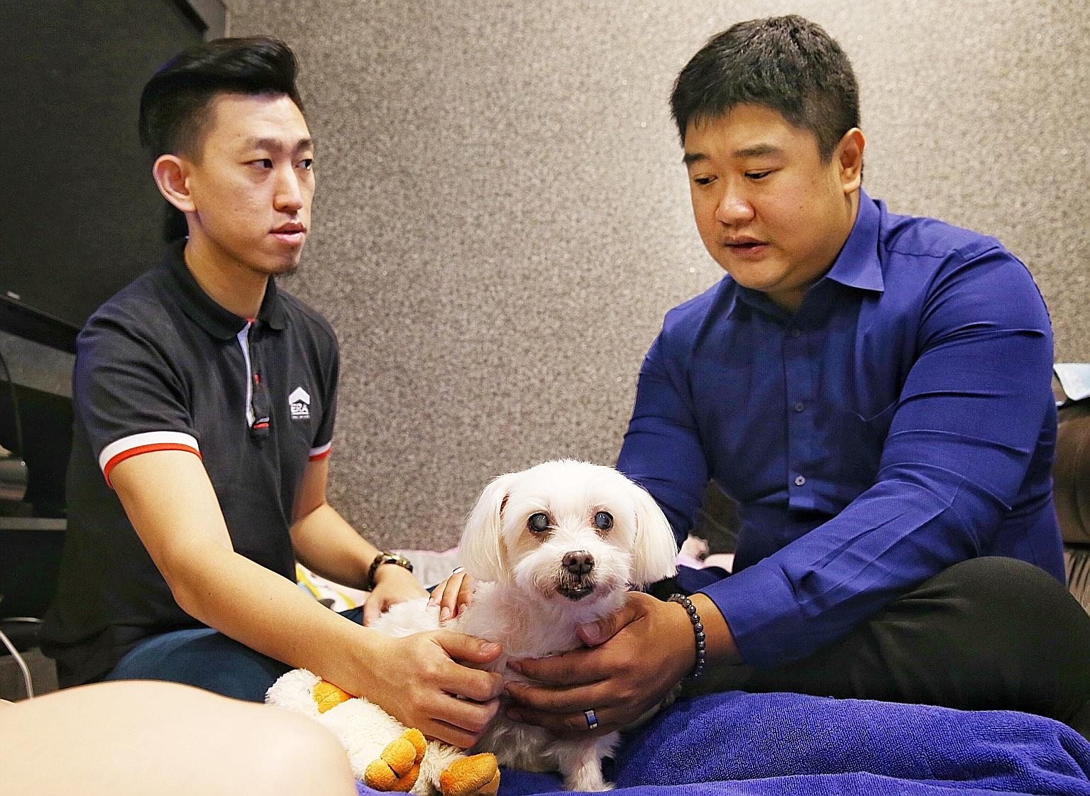Mr Ezekiel Ong (in blue) "reading" the mind of 15-year-old maltese dog Si Si, the pet of Mr Daryl Ng and his wife Sherlynn Ong. Ms Ong says he saved her dog's life by alerting her to its inflamed pancreas.
