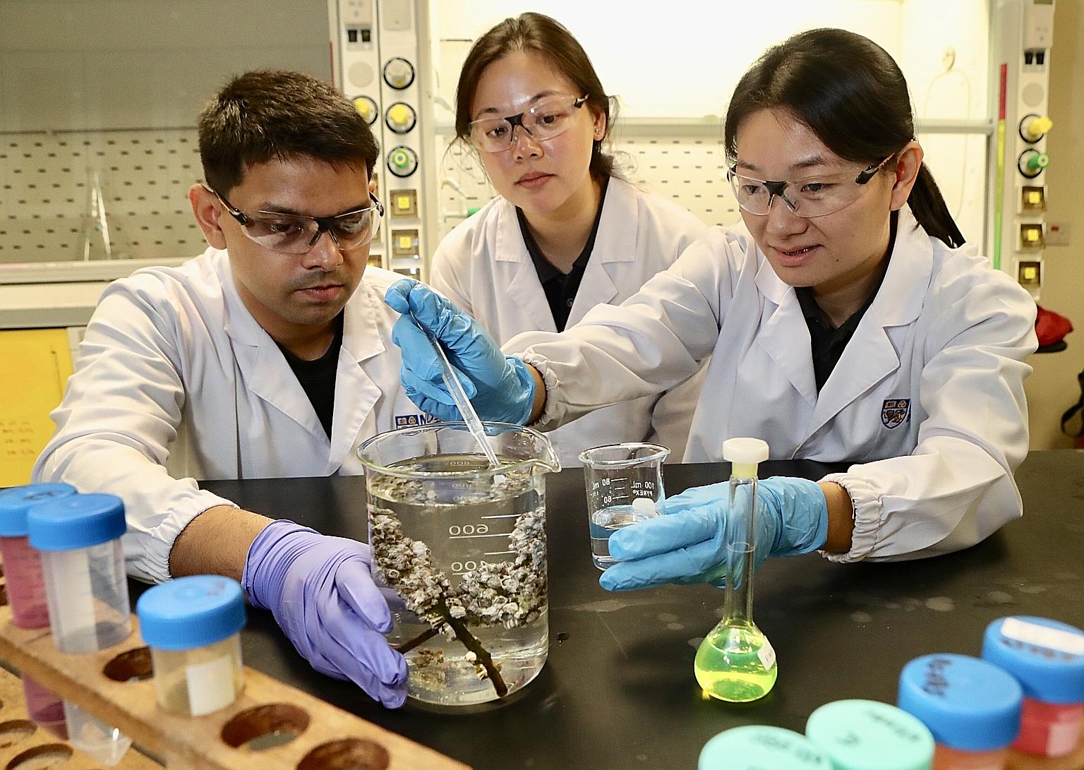 National University of Singapore scientists (from left) Samarth Bhargava, Neo Mei Lin and Serina Lee transferring acorn barnacle larvae into a beaker. The acorn barnacle retained tiny plastics from larvae to adulthood, a span of about seven days, the