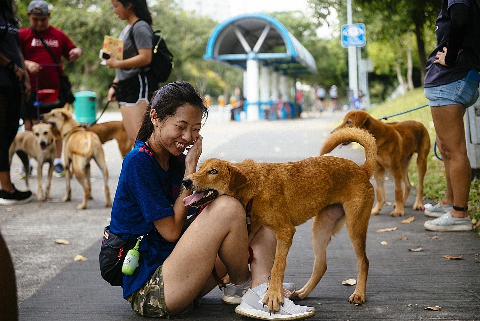 SOSD hopes to increase the pool of homes available to mongrels, and reduce the number of dogs roaming the streets.