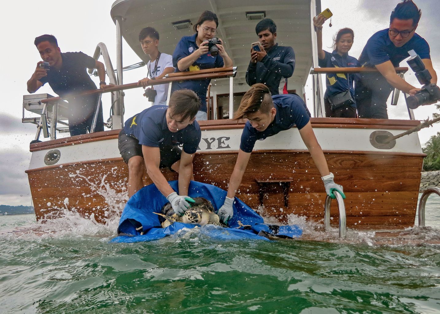 2 rescued sea turtles released back into the wild after 2 years of ...