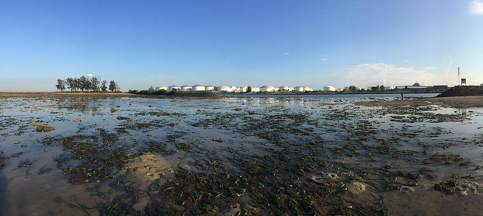 Although seagrass covers less than 0.2 per cent of the world's oceans, these meadows of marine flowering plants - such as the one at Pulau Hantu (above) - provide nursing and foraging grounds for invertebrates and fish that support fisheries around t