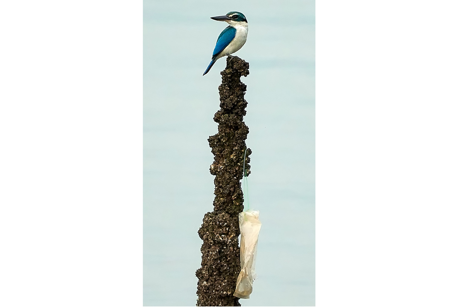 It is flooding the oceans, poisoning wildlife and invading the food chain. Singapore, too, is not immune to the plague of plastic, as nature photography enthusiast Jean-Pierre Bousquet well knows. In this photograph, taken at the Sungei Buloh Wetland