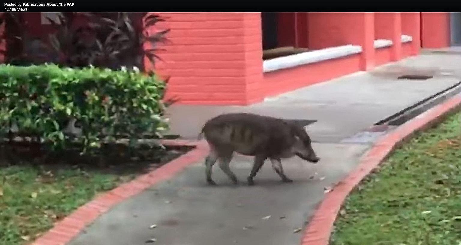 The wild boar is seen in the video sniffing around before it eventually leaves for a forested area.