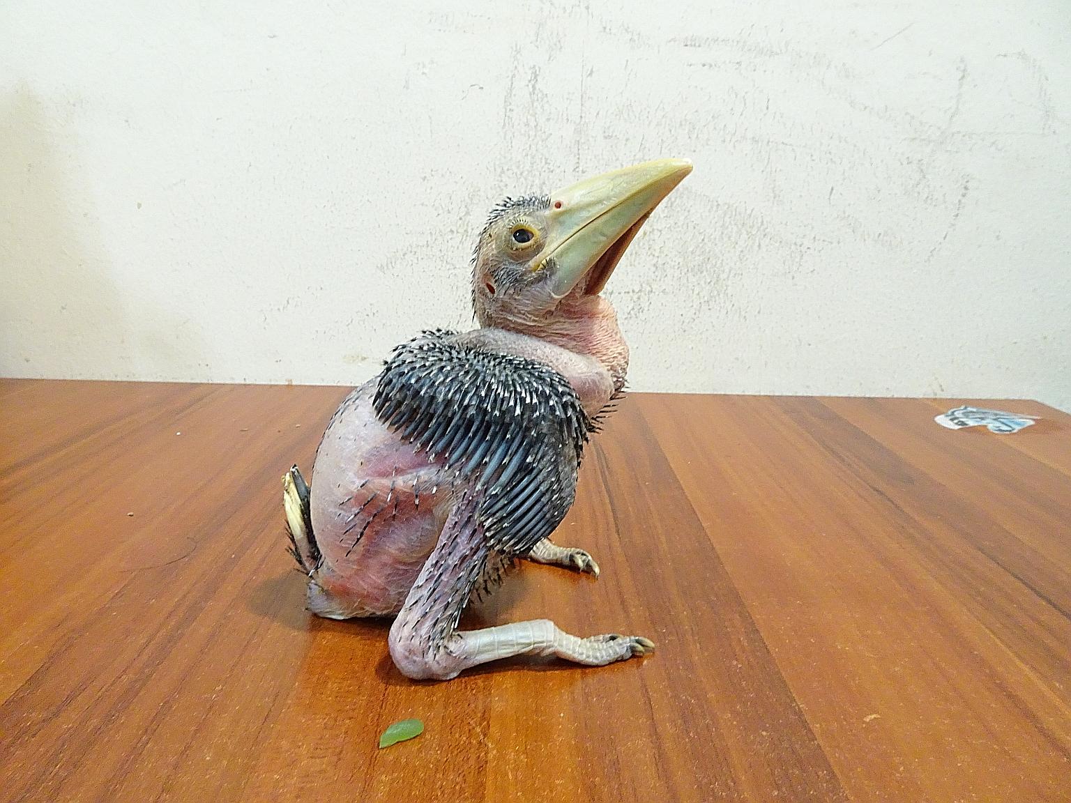 The live black hornbill chick was rescued from two men who had tried to smuggle it in a paper bag across the Causeway into Singapore.
