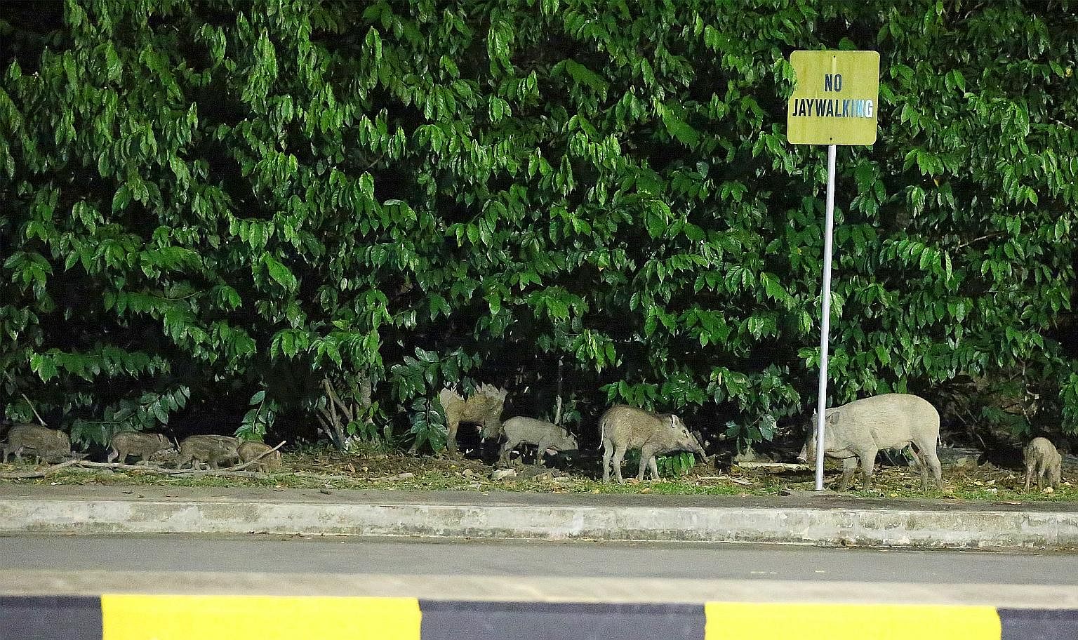 Wild boars were spotted around Tuas bus interchange in June last year. Such encounters between humans and wildlife are rising.