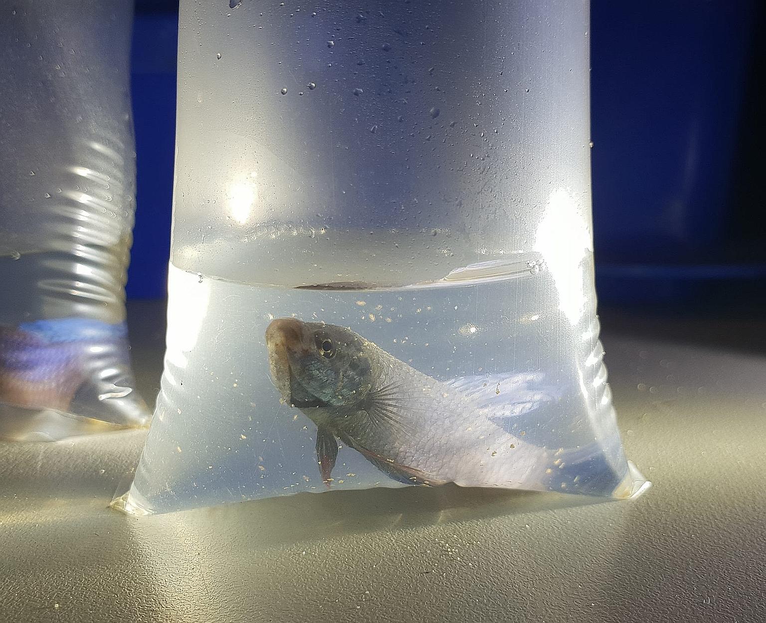 ICA officers at Woodlands Checkpoint found 92 fighting fish packed into plastic bags and hidden in a car last Friday. The driver did not have an AVA permit to import ornamental fish.