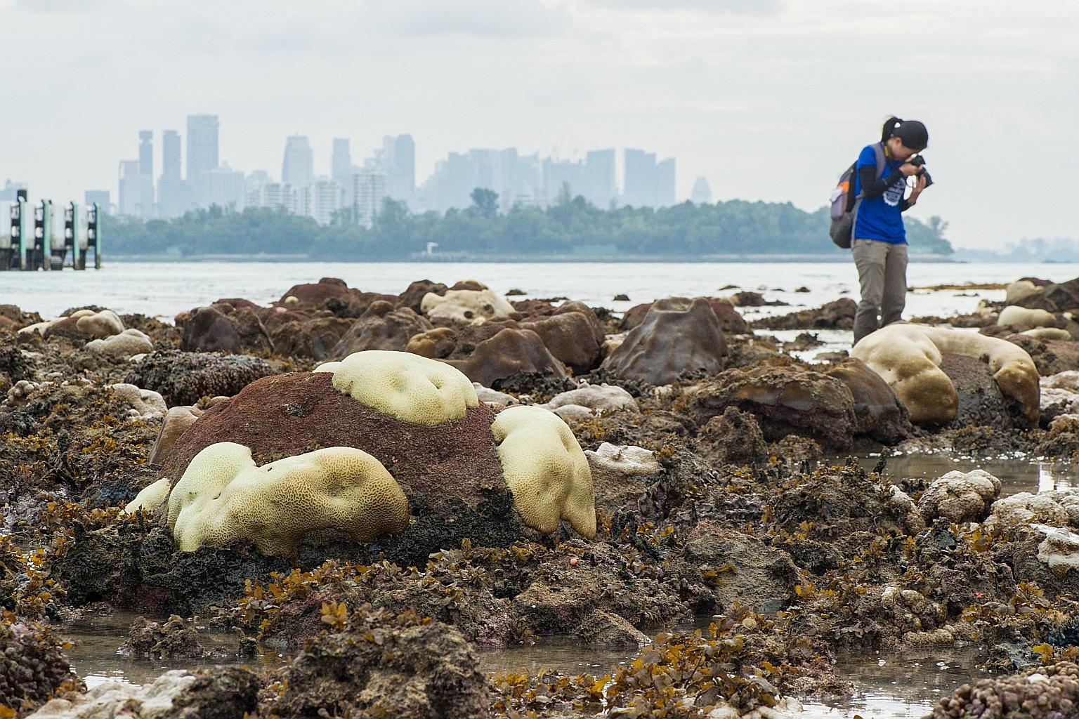 Ms Dayna Cheah taking photos of bleached corals at the Sisters' Islands on June 23, 2016. She was one of 55 recipients of Ministry of National Development scholarships yesterday.