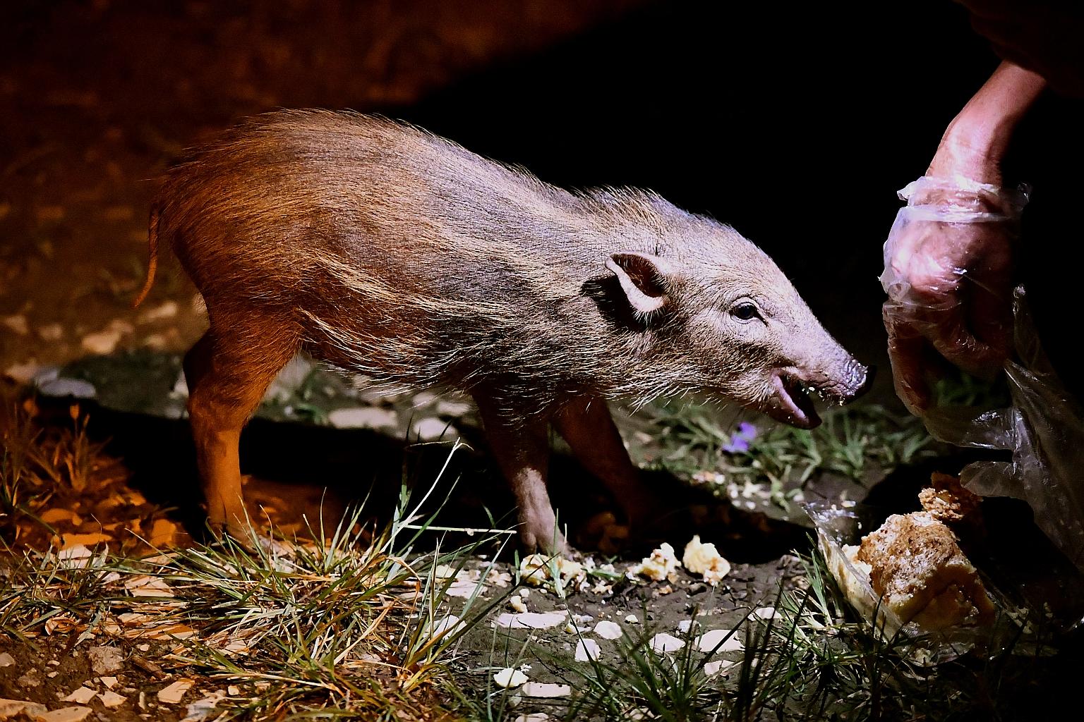 Feeding wild animals outside nature reserves - such as this wild boar being fed bread in Pasir Ris last October - draws them even farther into public spaces, says the Animal Concerns Research and Education Society.