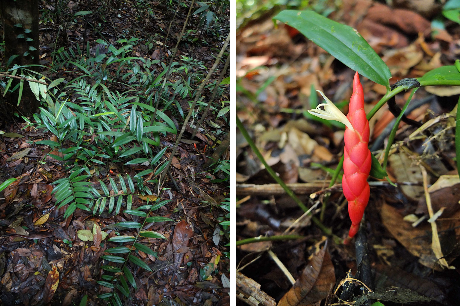 Researchers believe fewer than 50 individual specimens of the Singapore ginger are left in the wild. The plant has smooth stems and glossy narrow leaves, and its flowers are protected by inflated orange-red bracts, giving them a bumpy appearance.