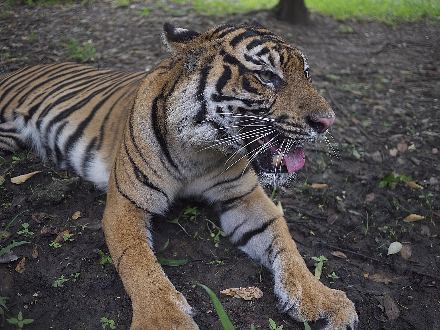 The scientists behind the study were able to highlight villages in Sumatra where tiger-encounter risk was adversely high and tolerance of wildlife was unusually low - valuable guidance for conservation groups to prioritise conflict interventions.