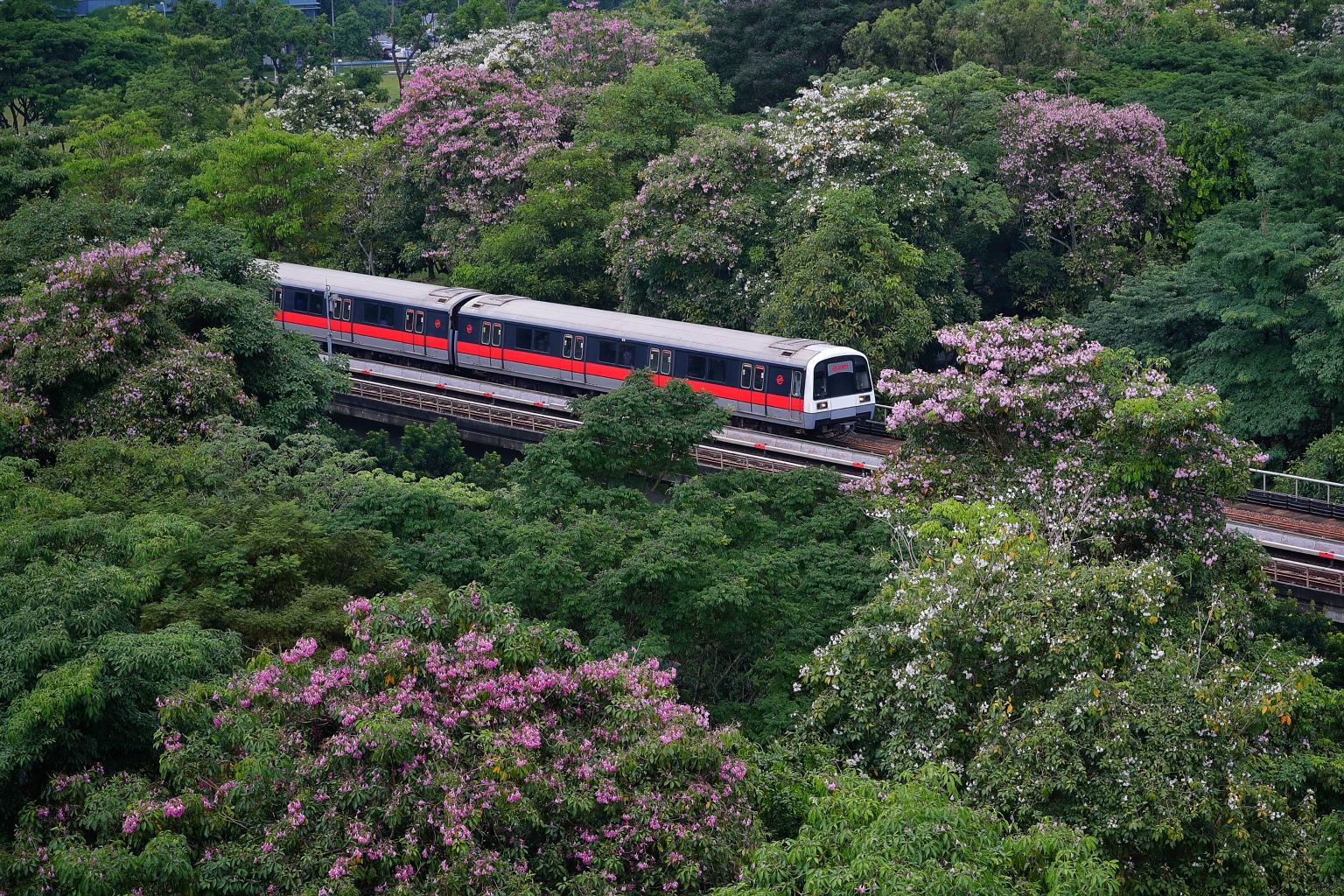Singapore's own version of sakura was seen blooming yesterday as an SMRT train bound for Pasir Ris MRT station made its way past the canopies of Tabebuia rosea, also known as trumpet trees. The flowering trees resemble Japan's famed cherry blossoms,