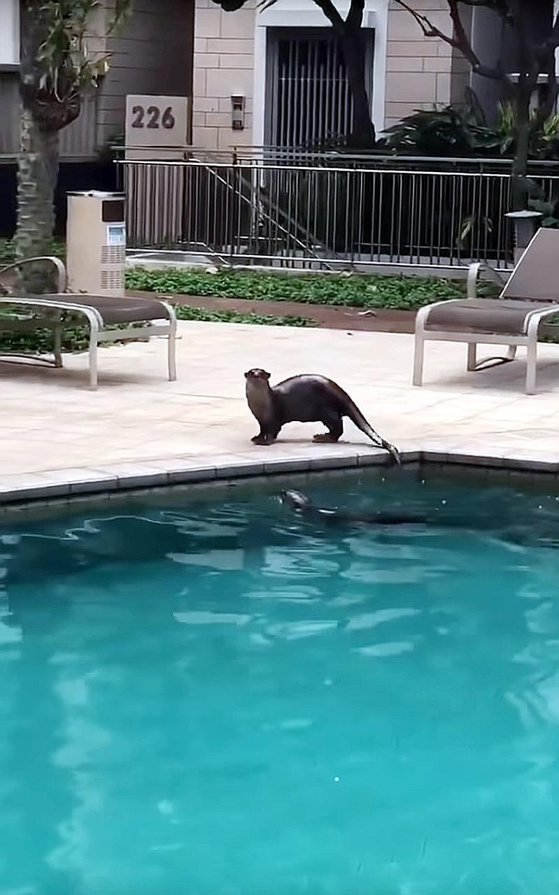 Two otters were captured on video taking to the pool at The Berth by the Cove. "The security guards and I spot them quite frequently, often in the middle of the night," said Mr Brian Ladrillo, who works at the condo.