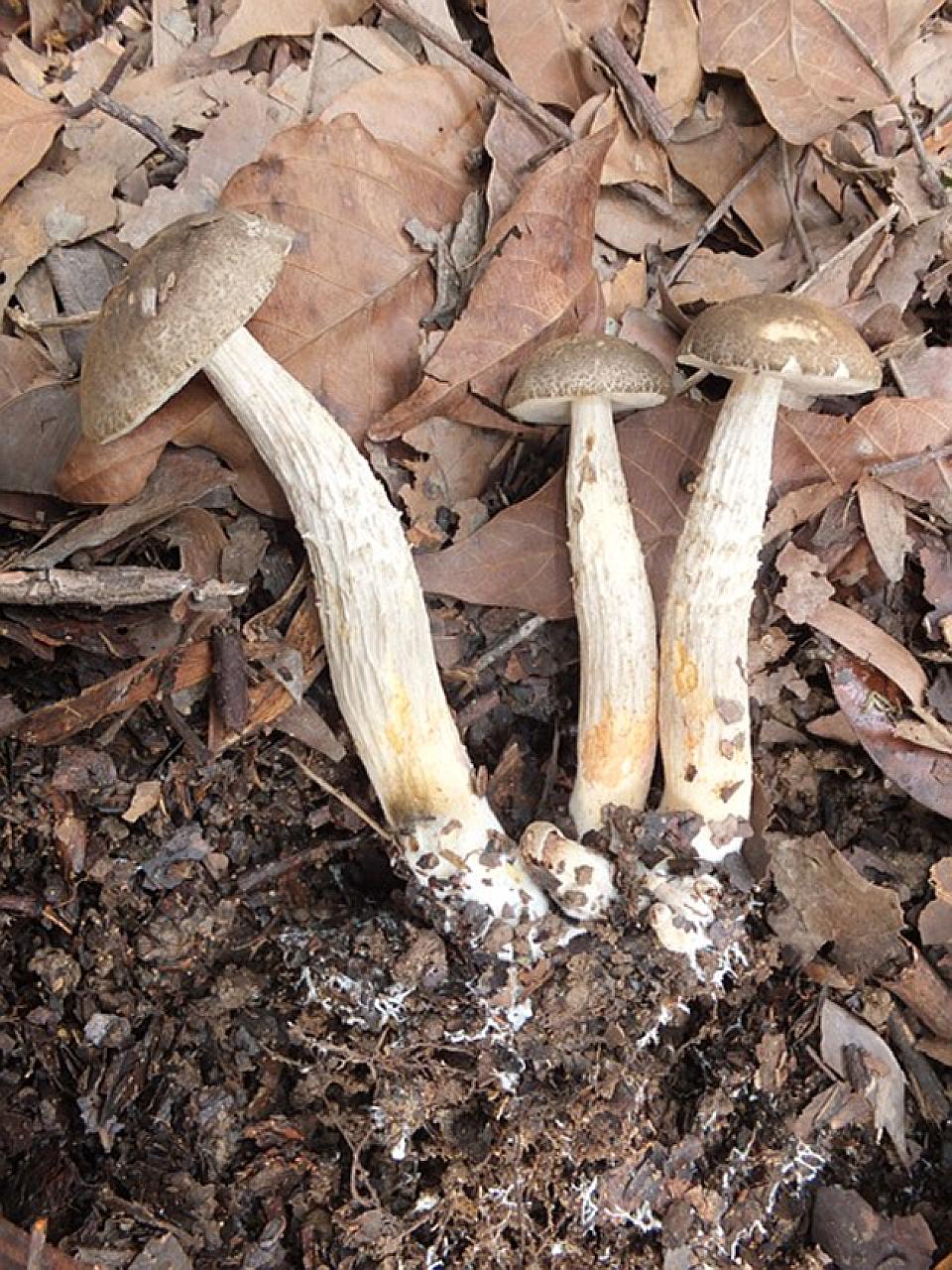 The Spongispora temasekensis mushroom is so named because of the spongy look of its spore walls and Singapore, where it was found.