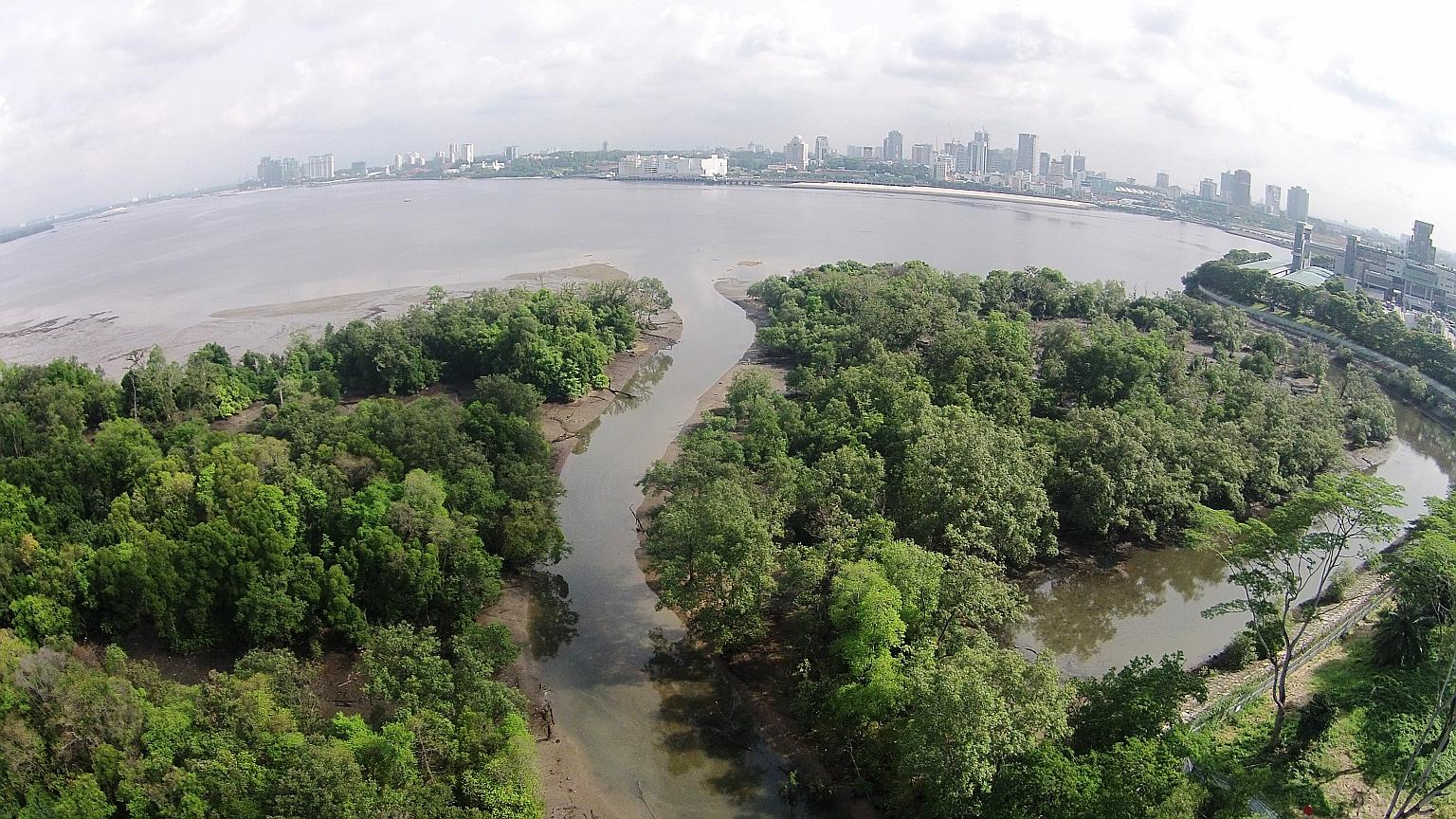 An aerial view of the Mandai Mangrove and Mudflat, which will be designated a nature park. During low tides, the extensive mudflat provides a rich feeding ground for birds. The move to conserve the mudflat was hailed by nature groups as an important