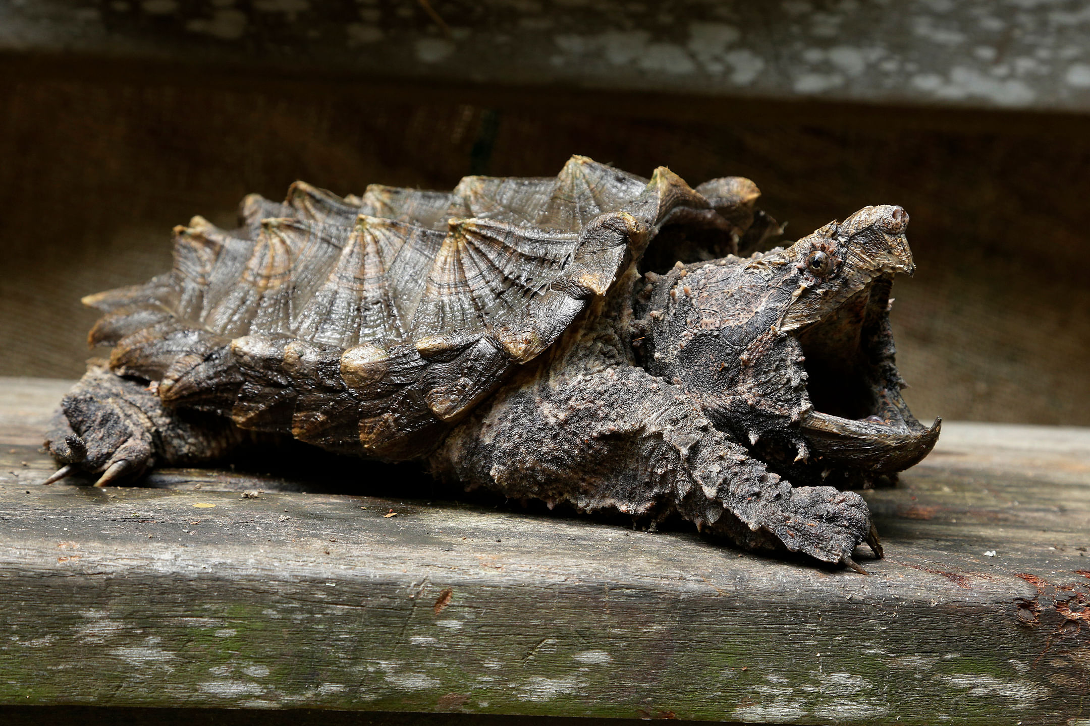 The alligator snapping turtle is a dangerous predator. 