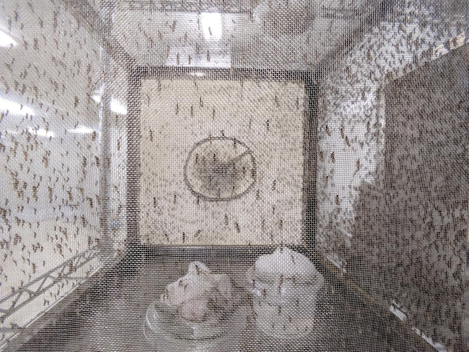 Wolbachia-infected adult females living in mesh cages are fed animal blood via a hotplate. The eggs that they lay are collected. Top: Adult male mosquitoes being freed. The lab's latest innovation involves putting the mosquitoes into cold storage for