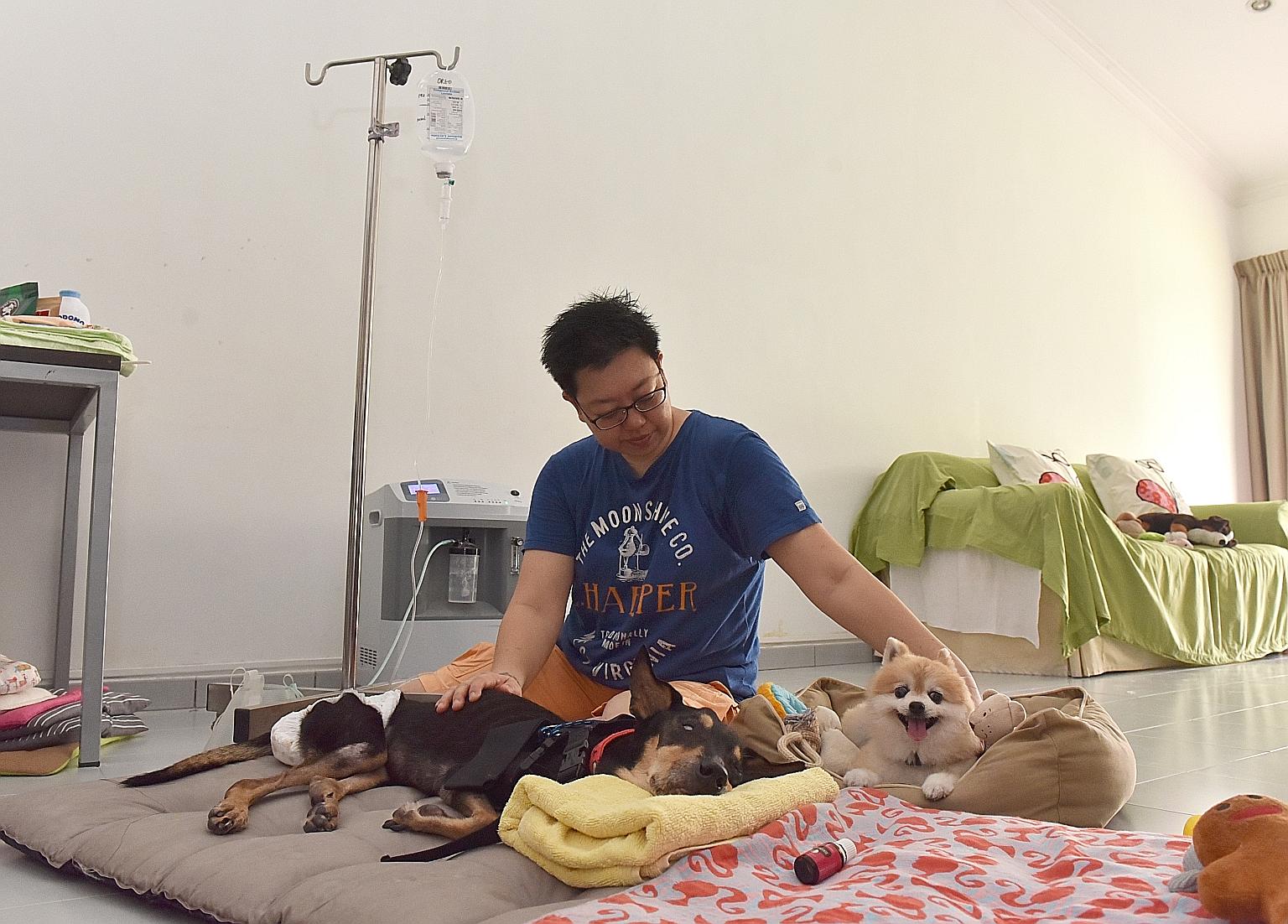 Heartcave Senior Paws Retreat & Rehab co-owner Fiona Foo with 14-year-old Oreo (lying down) and 13-year-old mini pomeranian Ketchup in the daycare centre. Oreo is on a subcutaneous drip and has severe dementia, which causes her to get more confused a