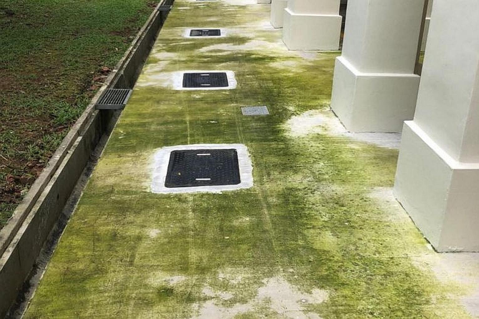 Dark green patches next to the void deck of several blocks in Woodlands Street 81 are seen in a photo posted on online forum Reddit.