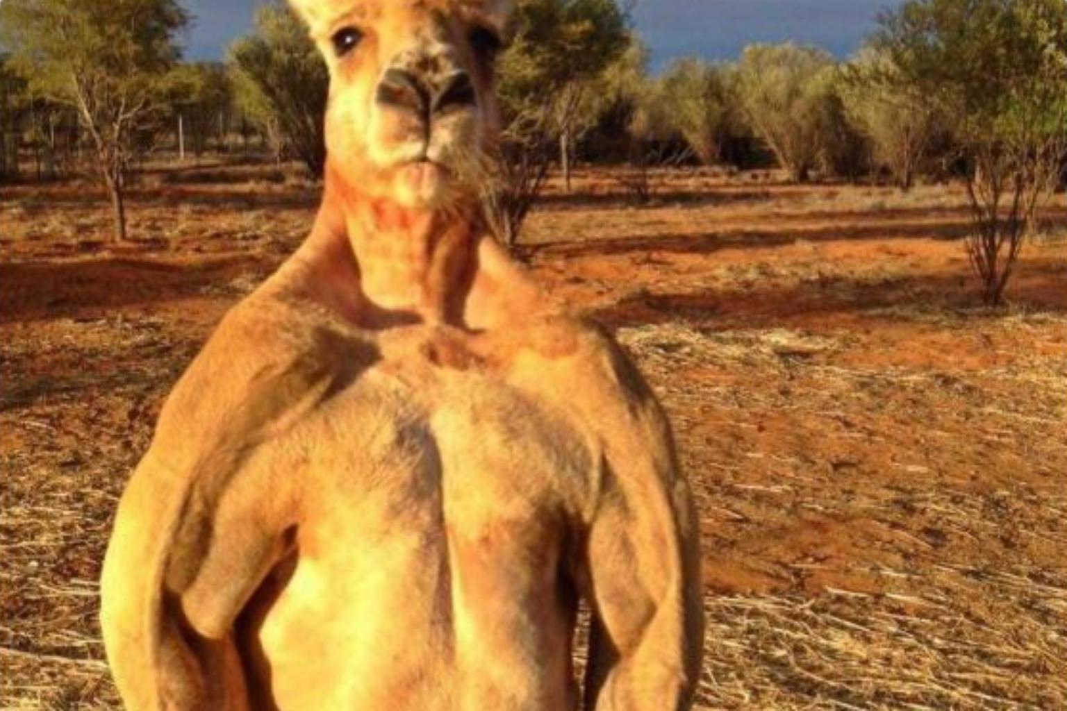 Australia s Famously Buff Kangaroo Roger Dies Aged 12 The Straits Times Australia s Famously Buff Kangaroo Roger Dies Aged 12 The Straits Times