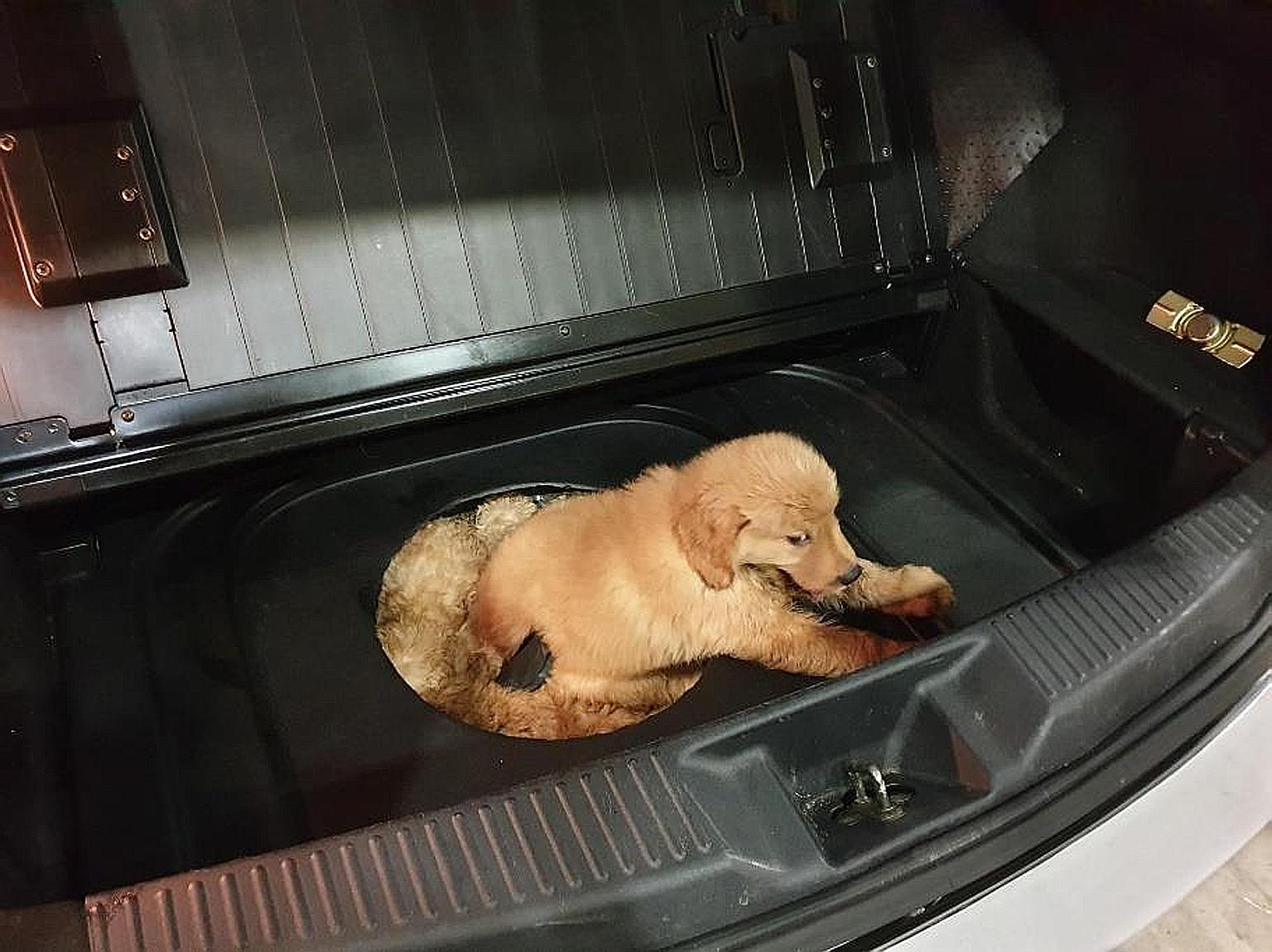 The 12 puppies were found sedated and lying cramped inside the spare-tyre compartment of a Singapore-registered car during checks at Tuas Checkpoint. Some were weak and three eventually died.