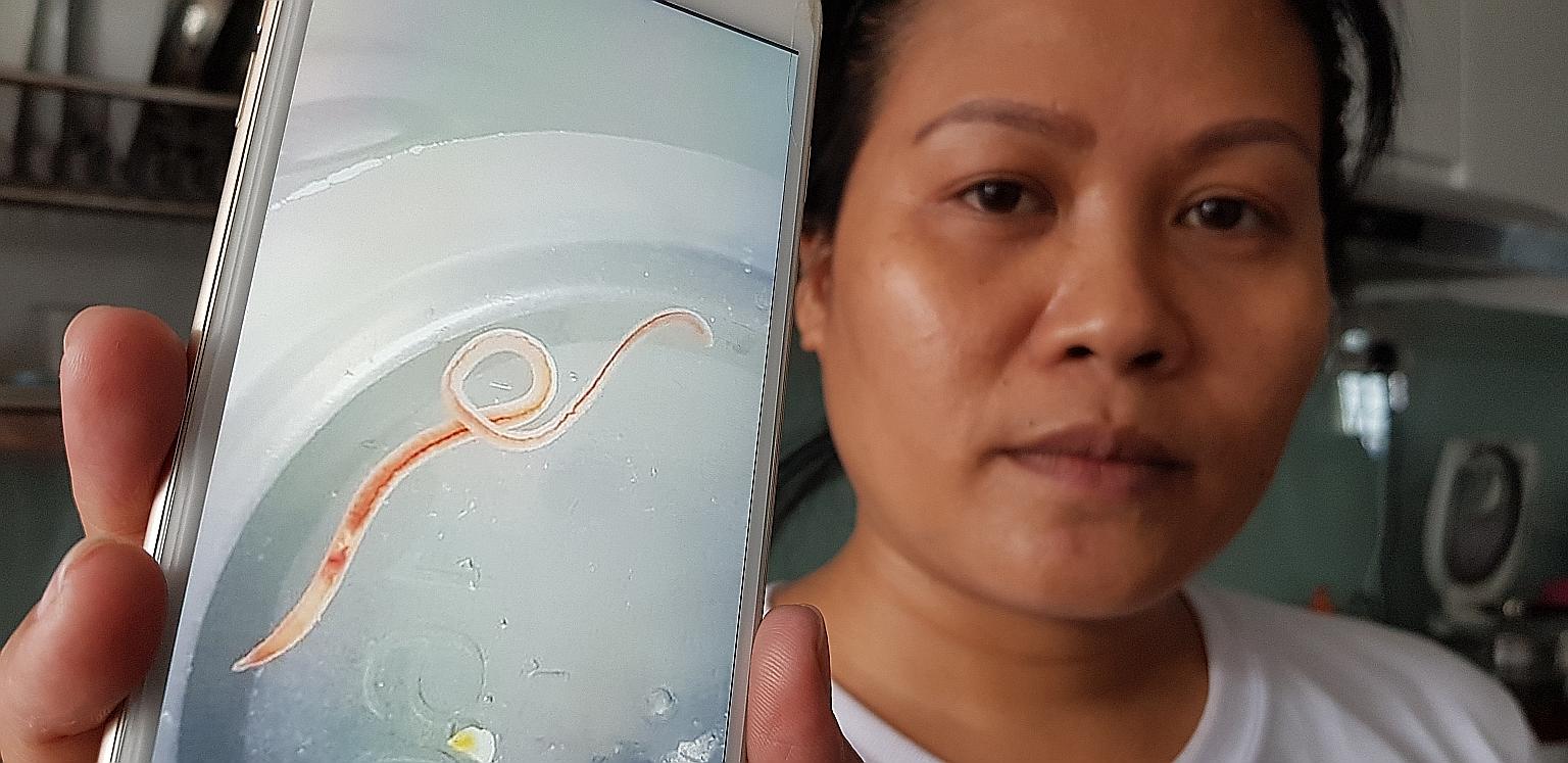 Maid Xue Li said a worm dropped into a baby bottle while she was washing it on Dec 6 under a kitchen tap. The PUB and Ang Mo Kio Town Council said no worms were observed when checks of water tanks and the pump room at the block were conducted.