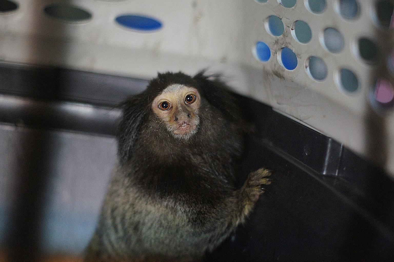 A black-tufted marmoset, one of four found abandoned in Serangoon Road earlier this year. The animals, native to Brazil only, were likely smuggled into Singapore to meet the demands of the illegal exotic pet trade.