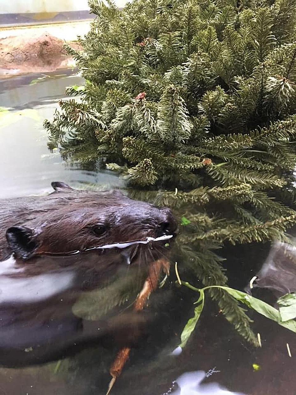 Zookeeper Kumaran Sesshe, writing a post from the perspective of River Safari star Justin Beaver, said: "My animal friends and I at WRS are always looking for something to gnaw, scratch, sniff and play."