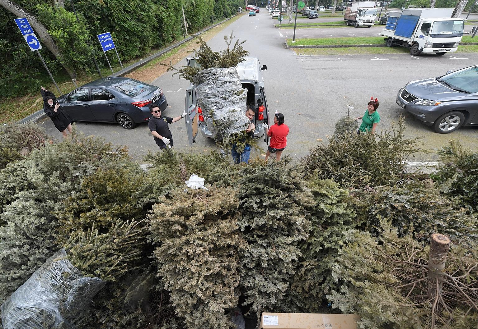 Some 300 pines and firs were collected at the Singapore Zoo's carpark on Saturday after the Wildlife Reserves Singapore appealed to the public to donate their live Christmas trees so that beavers and other animals at the zoo and River Safari can have